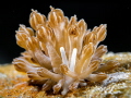   This photo nudibranch fondly called rodman Philippines because its resemblance color style Rodmans hair NBA player  
